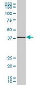 Anti-UBLCP1 antibody produced in mouse IgG fraction of antiserum, buffered aqueous solution