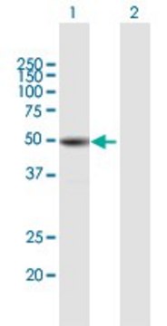 Anti-TUBB1 antibody produced in mouse purified immunoglobulin, buffered aqueous solution