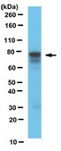 Anti-LGN Antibody serum, from rabbit
