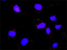 Monoclonal Anti-E2F1 antibody produced in mouse clone 2E10, purified immunoglobulin, buffered aqueous solution