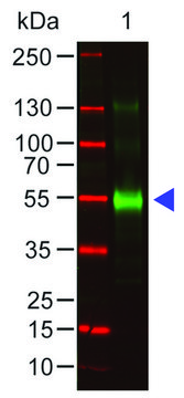 Anti-Monkey IgG (&#947;-chain specific) antibody produced in goat affinity isolated antibody, buffered aqueous solution