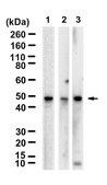Anti-YB1 Antibody, clone 1G7 ZooMAb&#174; Rabbit Monoclonal recombinant, expressed in HEK 293 cells