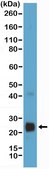 Anti-VEGF (VEGFA) Rabbit Monoclonal Antibody clone RM391, affinity purified immunoglobulin