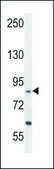 ANTI-EXOC3L (C-TERM) antibody produced in rabbit IgG fraction of antiserum, buffered aqueous solution