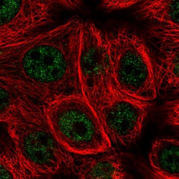 Anti-MSRB1 antibody produced in rabbit Prestige Antibodies&#174; Powered by Atlas Antibodies, affinity isolated antibody