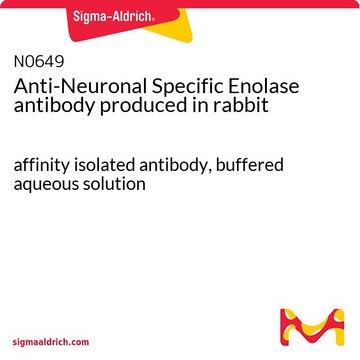 Anti-Neuronal Specific Enolase antibody produced in rabbit affinity isolated antibody, buffered aqueous solution