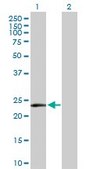 Anti-MSRA antibody produced in rabbit purified immunoglobulin, buffered aqueous solution
