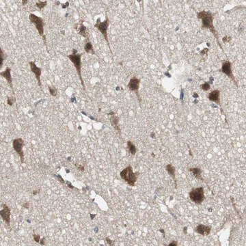 Anti-PFDN1 antibody produced in rabbit Prestige Antibodies&#174; Powered by Atlas Antibodies, affinity isolated antibody, buffered aqueous glycerol solution