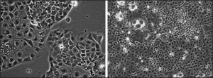BCRP Knockout Caco-2 Cells one assay ready, 24 well plate