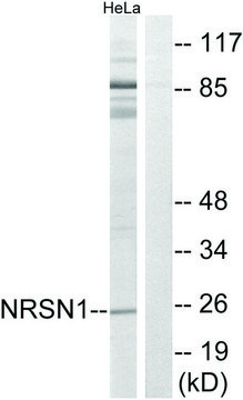 Anti-NRSN1 antibody produced in rabbit affinity isolated antibody