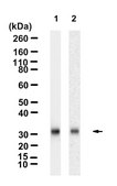 Anti-Adiponectin Antibody, clone 1D19 ZooMAb&#174; Rabbit Monoclonal recombinant, expressed in HEK 293 cells
