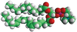 16:0-20:4 PC Avanti Research&#8482; - A Croda Brand