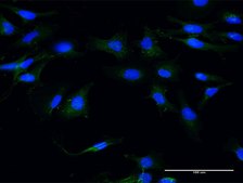 Monoclonal Anti-MSN antibody produced in mouse clone 4B8, purified immunoglobulin, buffered aqueous solution