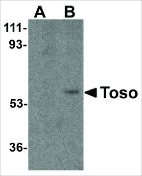 Anti-Toso antibody produced in rabbit affinity isolated antibody, buffered aqueous solution