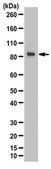 Anti-EZH1 Antibody from rabbit, purified by affinity chromatography