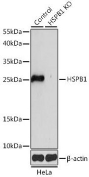 Anti-HSPB1 antibody produced in rabbit