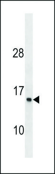 ANTI-ATP6V1G1 (C-TERM) antibody produced in rabbit affinity isolated antibody, buffered aqueous solution