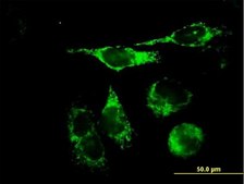 Anti-TFAM antibody produced in mouse purified immunoglobulin, buffered aqueous solution