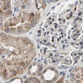 Anti-PROS1 antibody produced in rabbit Prestige Antibodies&#174; Powered by Atlas Antibodies, affinity isolated antibody, buffered aqueous glycerol solution