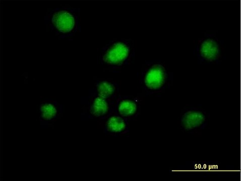 Anti-MAD2L1BP antibody produced in mouse purified immunoglobulin, buffered aqueous solution