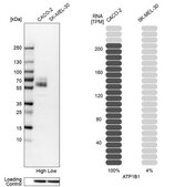 Anti-ATP1B1 antibody produced in rabbit Prestige Antibodies&#174; Powered by Atlas Antibodies, affinity isolated antibody, buffered aqueous glycerol solution
