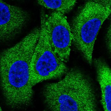 Anti-WNK1 antibody produced in rabbit Prestige Antibodies&#174; Powered by Atlas Antibodies, affinity isolated antibody