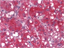 Anti-WNT1 Antibody, clone 10C8 ascites fluid, clone 10C8, from mouse