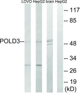 Anti-POLD3 antibody produced in rabbit affinity isolated antibody