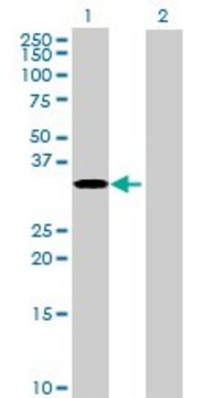 Anti-RPUSD1 antibody produced in mouse purified immunoglobulin, buffered aqueous solution