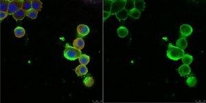 Anti-Nerve Growth Factor Receptor Antibody, p75 serum, Chemicon&#174;