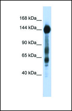 Anti-SREBF1, (N-terminal) antibody produced in rabbit affinity isolated antibody