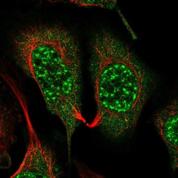Anti-GNB5 antibody produced in rabbit Prestige Antibodies&#174; Powered by Atlas Antibodies, affinity isolated antibody