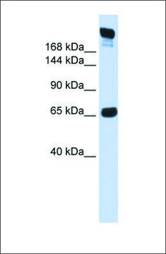 Anti-SI antibody produced in rabbit affinity isolated antibody