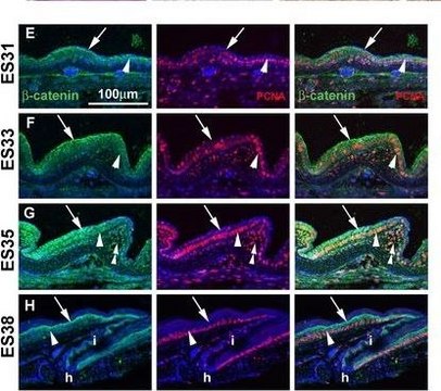 Anti-PCNA Antibody, clone PC10 clone PC10, Chemicon&#174;, from mouse