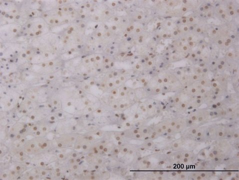 ANTI-LHX1 antibody produced in mouse clone 2G10, purified immunoglobulin, buffered aqueous solution