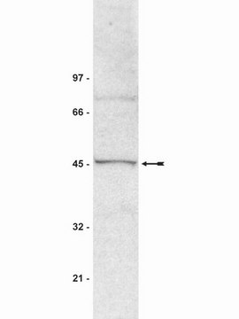 Anti-SUV39H1 Antibody, clone MG44 ascites fluid, clone MG44, Upstate&#174;