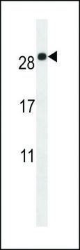 ANTI-EMP2(C-TERMINAL) antibody produced in rabbit affinity isolated antibody, buffered aqueous solution