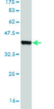 Monoclonal Anti-HECTD1 antibody produced in mouse clone 1E10, purified immunoglobulin, buffered aqueous solution