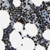 Anti-BCLAF1 antibody produced in rabbit Prestige Antibodies&#174; Powered by Atlas Antibodies, affinity isolated antibody, buffered aqueous glycerol solution