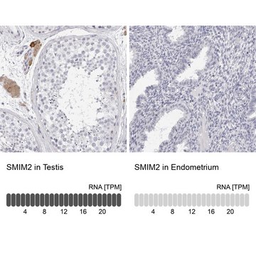 Anti-SMIM2 antibody produced in rabbit Prestige Antibodies&#174; Powered by Atlas Antibodies, affinity isolated antibody, buffered aqueous glycerol solution