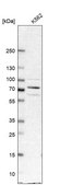 Anti-KLHL20 antibody produced in rabbit Prestige Antibodies&#174; Powered by Atlas Antibodies, affinity isolated antibody, buffered aqueous glycerol solution