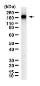 Anti-Cas9 Antibody, clone 1C12-H1 ZooMAb&#174; Rabbit Monoclonal recombinant, expressed in HEK 293 cells
