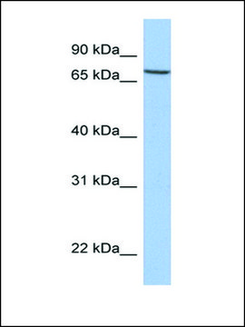 Anti-SLC20A1 antibody produced in rabbit affinity isolated antibody