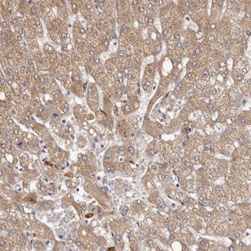 Anti-ETNK1 antibody produced in rabbit Prestige Antibodies&#174; Powered by Atlas Antibodies, affinity isolated antibody, buffered aqueous glycerol solution