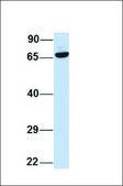 Anti-EIF2AK1 antibody produced in rabbit affinity isolated antibody