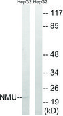 Anti-NMU antibody produced in rabbit affinity isolated antibody