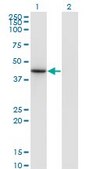 Monoclonal Anti-NEUROD6, (C-terminal) antibody produced in mouse clone 3G7, purified immunoglobulin, buffered aqueous solution
