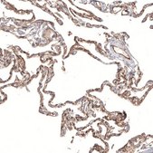 Monoclonal Anti-PIEZO1 antibody produced in mouse Prestige Antibodies&#174; Powered by Atlas Antibodies, clone CL9714, purified immunoglobulin, buffered aqueous glycerol solution