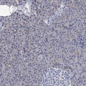 Anti-BSG antibody produced in rabbit Prestige Antibodies&#174; Powered by Atlas Antibodies, affinity isolated antibody, buffered aqueous glycerol solution