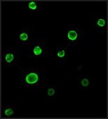 Anti-Bax antibody produced in rabbit IgG fraction of antiserum, buffered aqueous solution